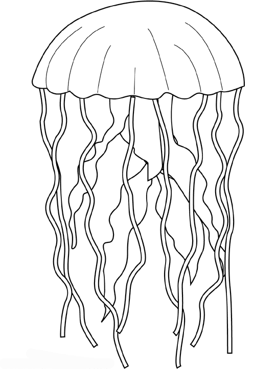 imagini de colorat meduza